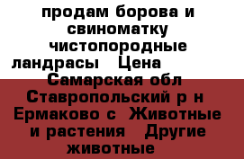 продам борова и свиноматку чистопородные ландрасы › Цена ­ 25 000 - Самарская обл., Ставропольский р-н, Ермаково с. Животные и растения » Другие животные   